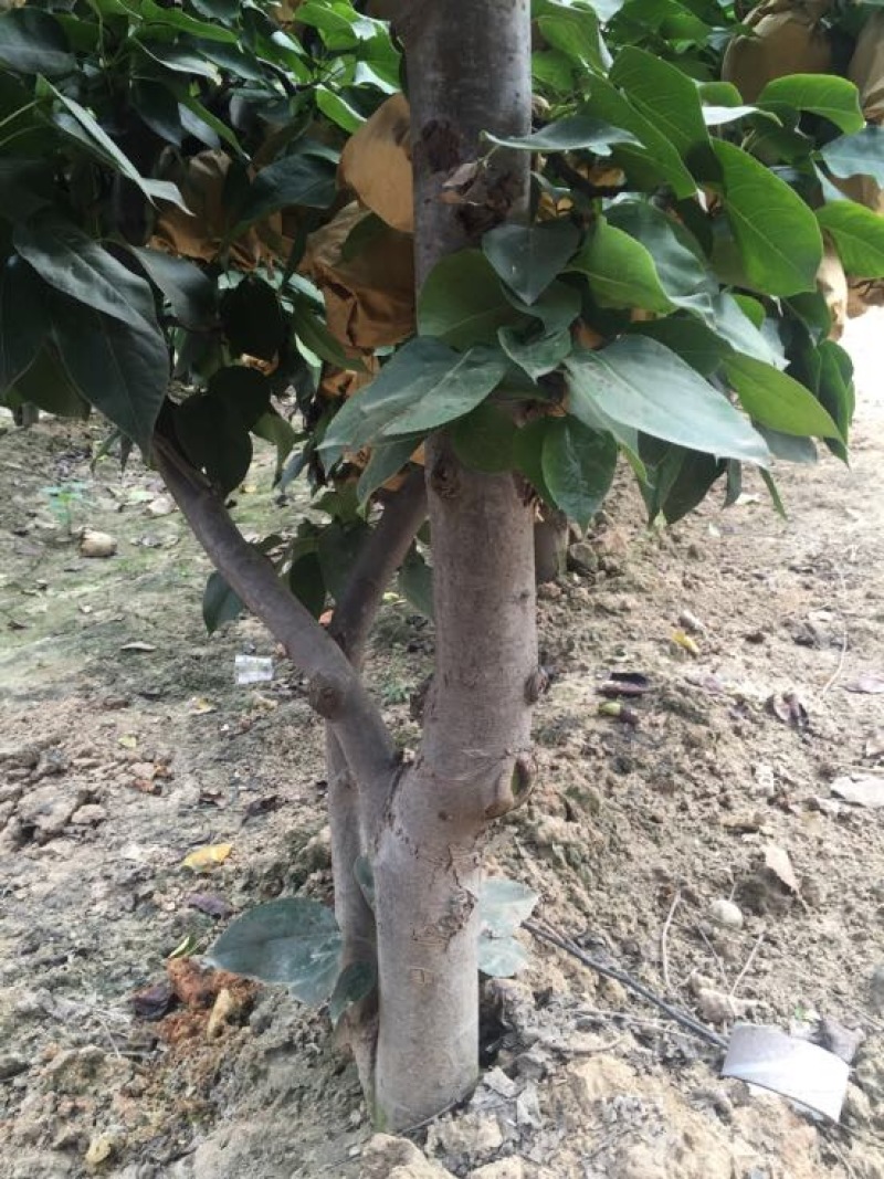 梨树
