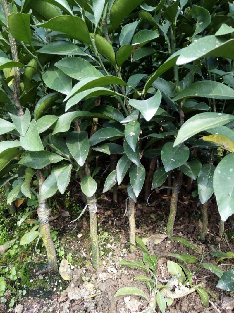 塔罗科血橙苗50~80cm