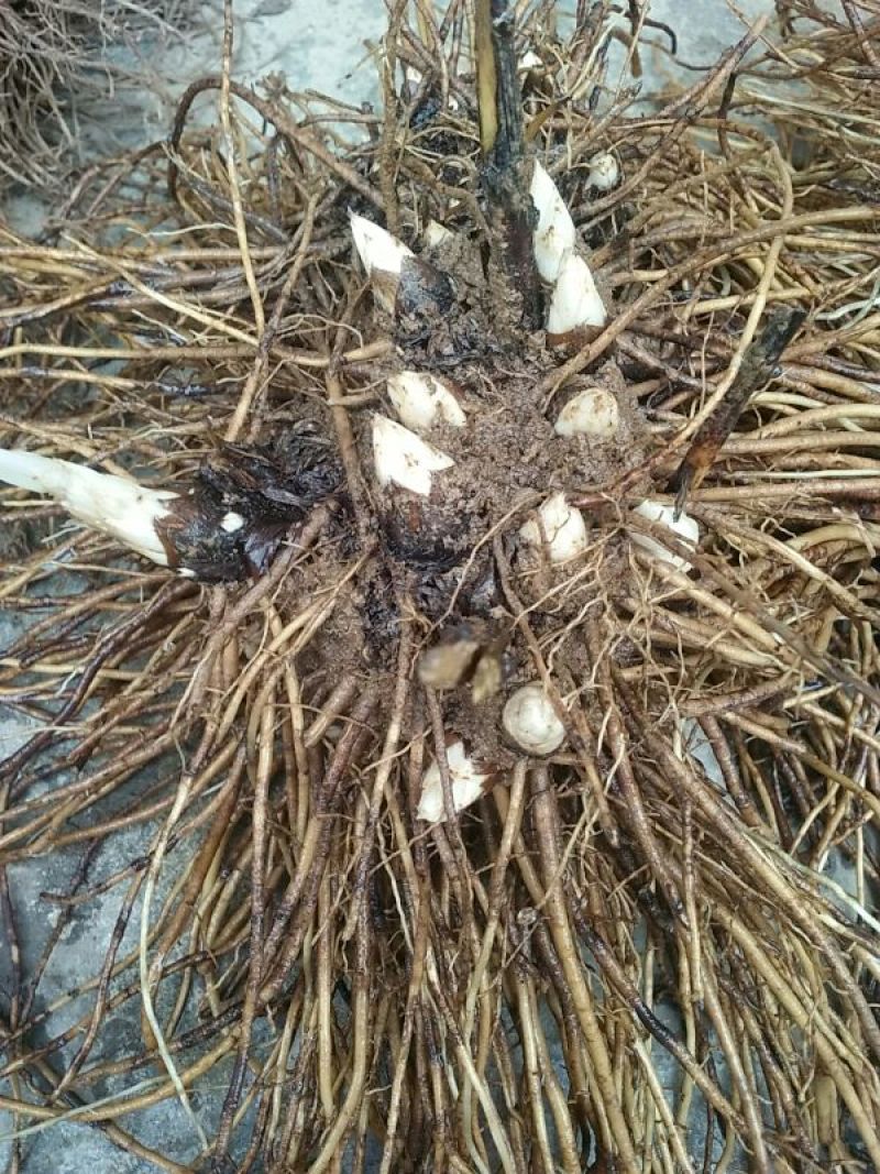 朱砂点儿苍术幼苗湖北野生移一手货源