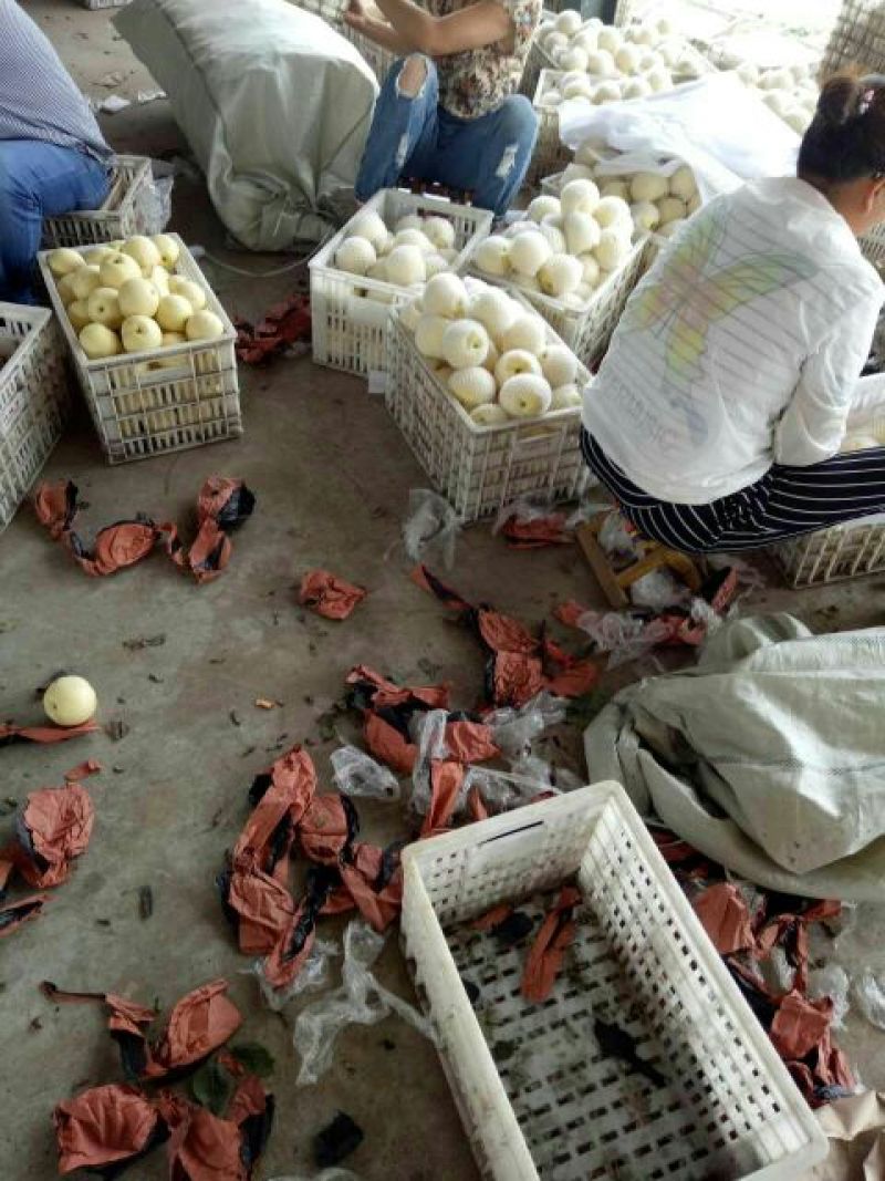 安徽砀山青皇冠梨白皮翠玉梨纸袋装个头均匀货源充足