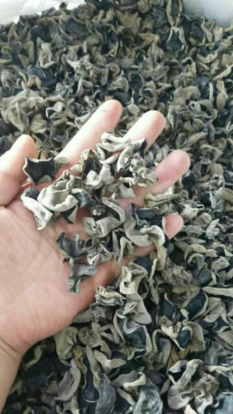 黑木耳一级