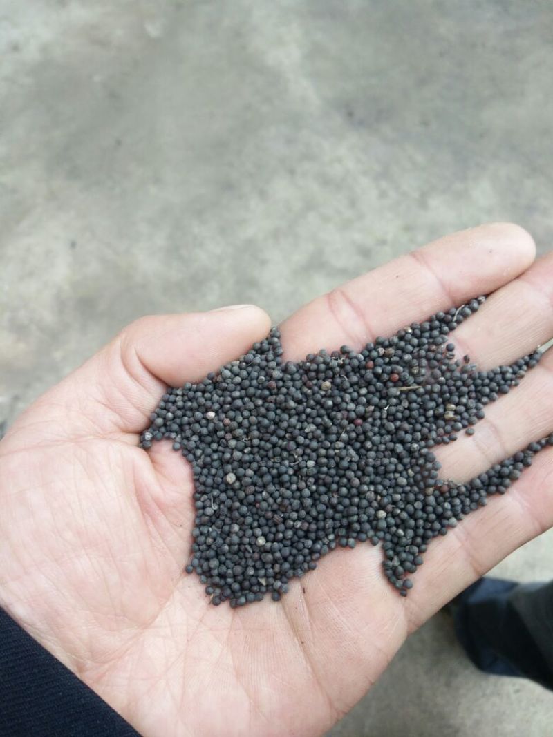 黄油菜菜籽三