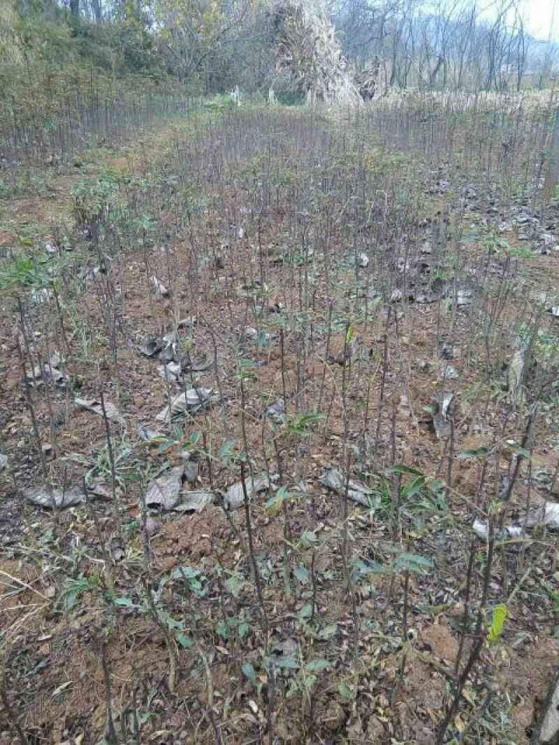 花椒苗0.5~1年