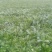 小叶菠菜10~15厘米