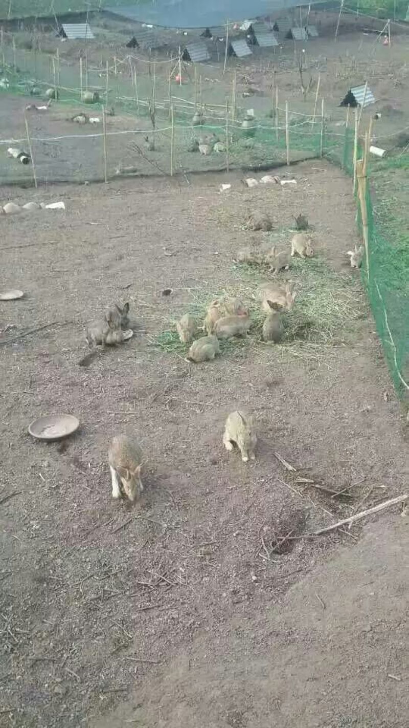 熏兔包装