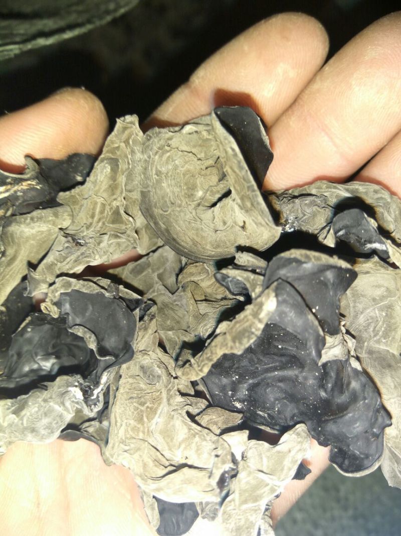 秋耳二级