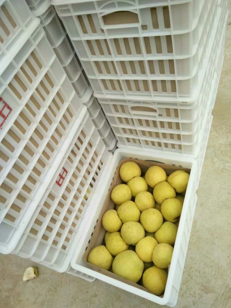 砀山梨300~350g光果
