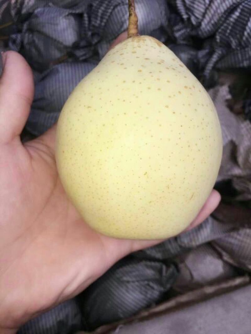 鸭梨350~400g纸加膜