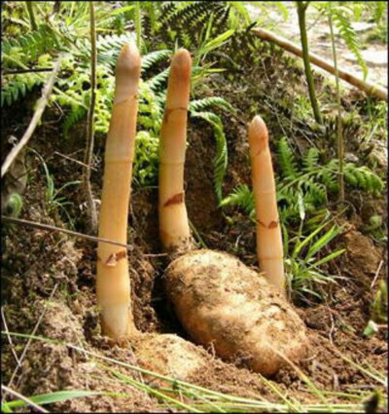 天麻野统