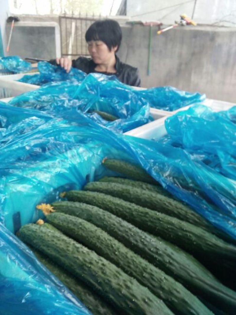 黄瓜诚信代办，夏邑黄瓜基地量大从优欢迎联系