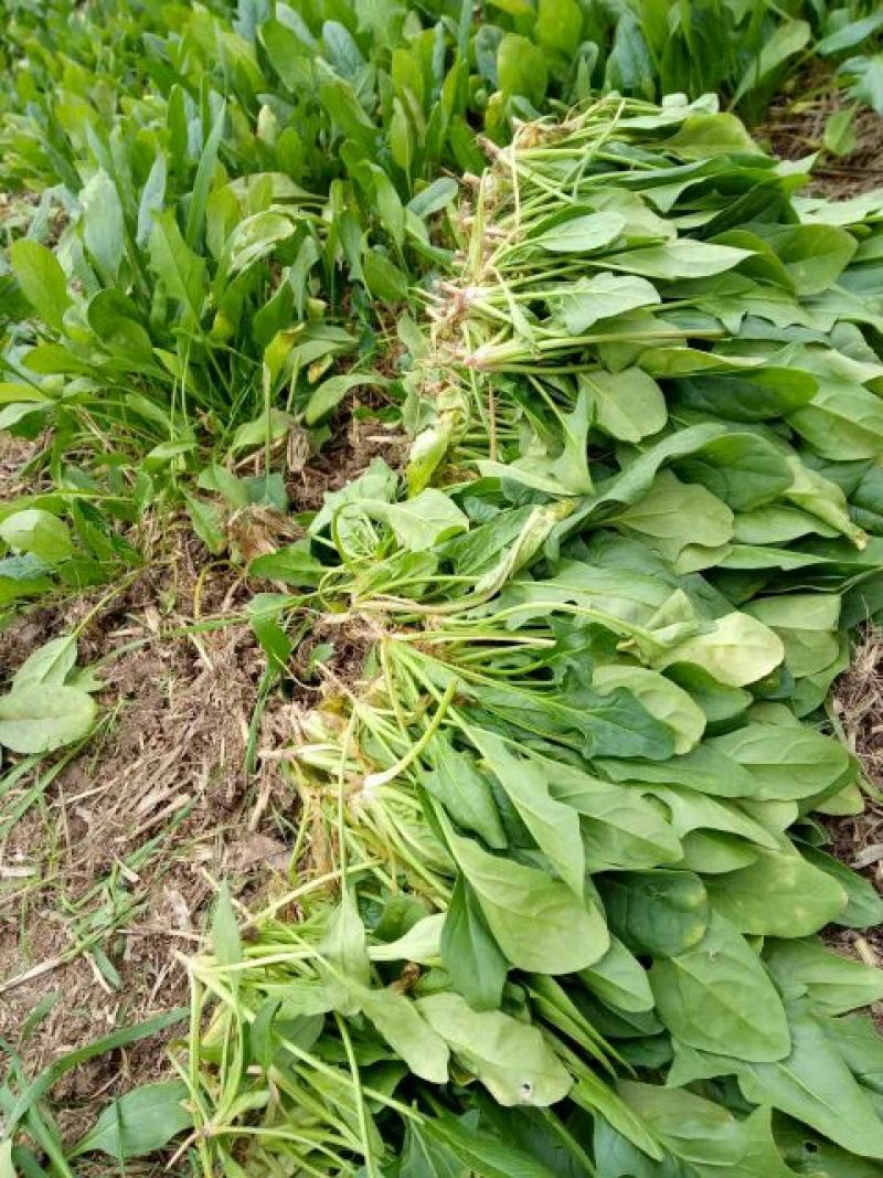 全能菠菜20~25厘米