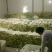 白萝卜2~2.5斤起