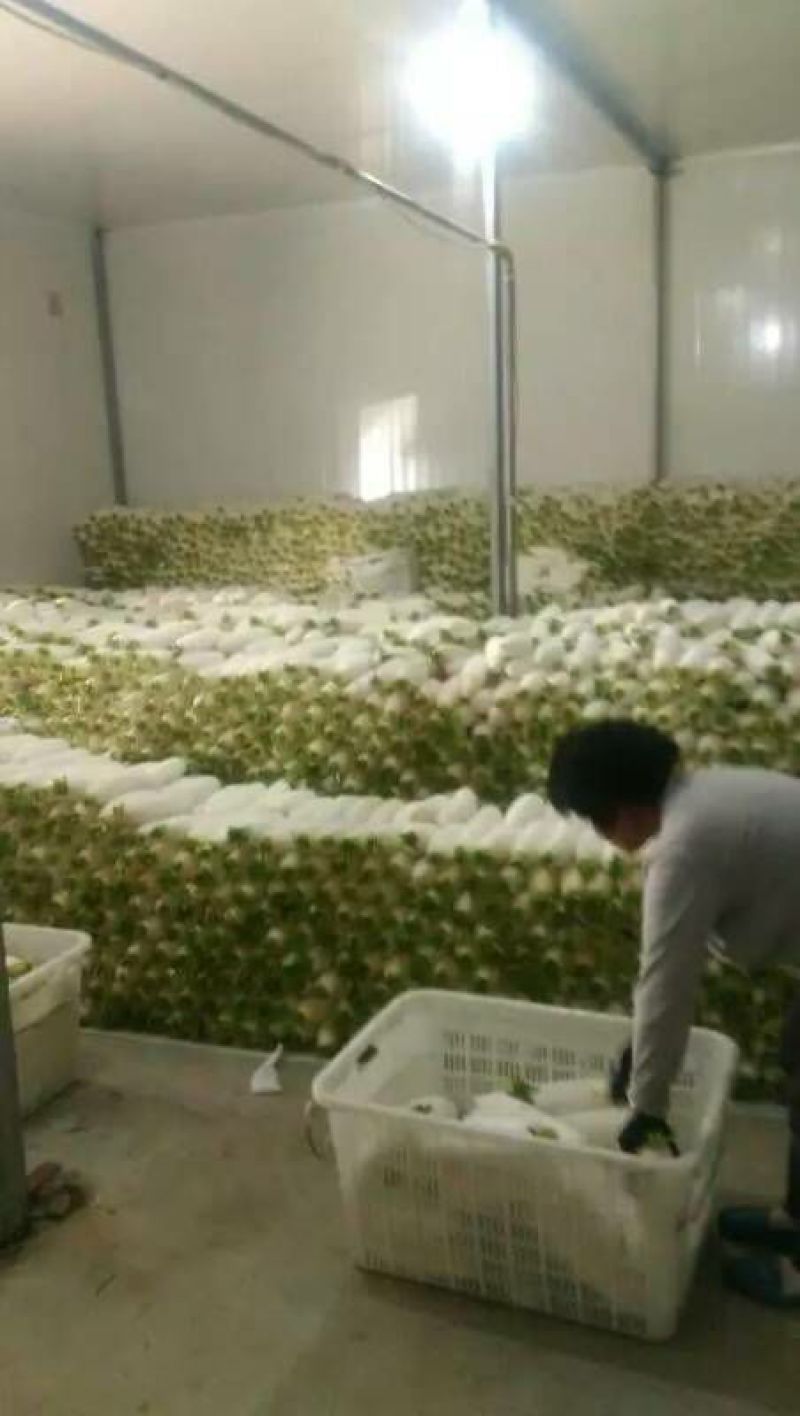 白萝卜2~2.5斤起