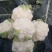 白花菜包装