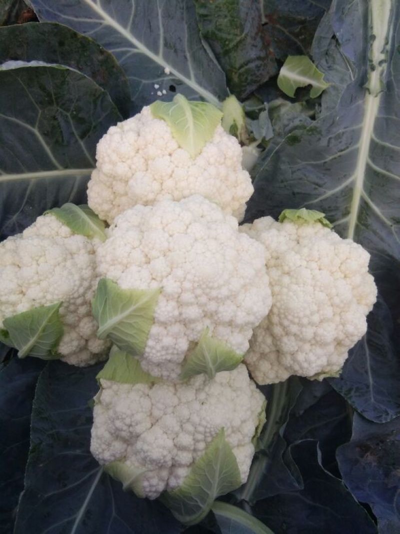 白花菜包装