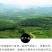 茶叶特级
