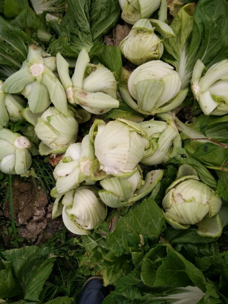 包心芥菜5两以上！产地直接发货