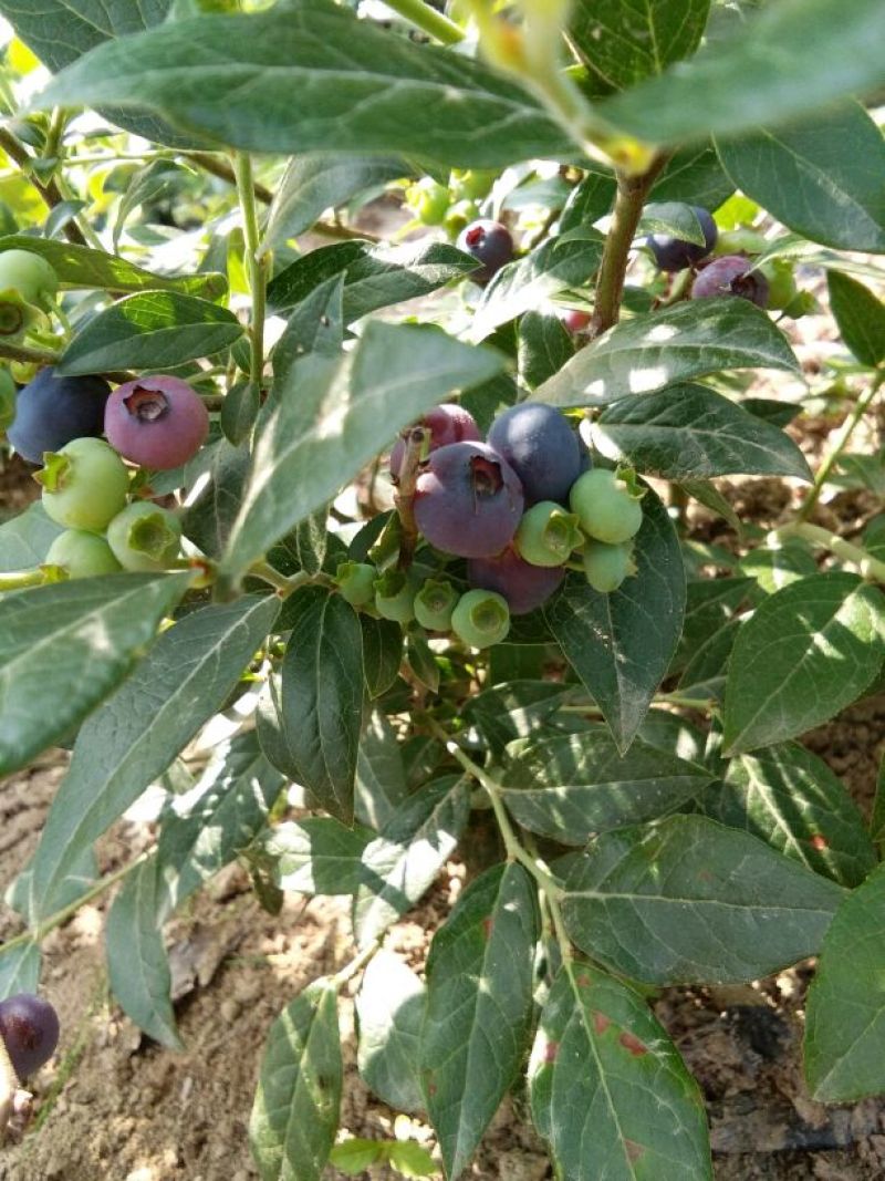 蓝莓鲜果4~6mm以上