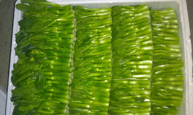 菜苔
