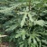 大量出售无花果苗布兰瑞克波姬红品种齐全价格优惠