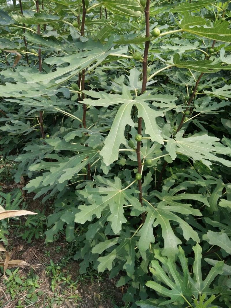 大量出售无花果苗布兰瑞克波姬红品种齐全价格优惠