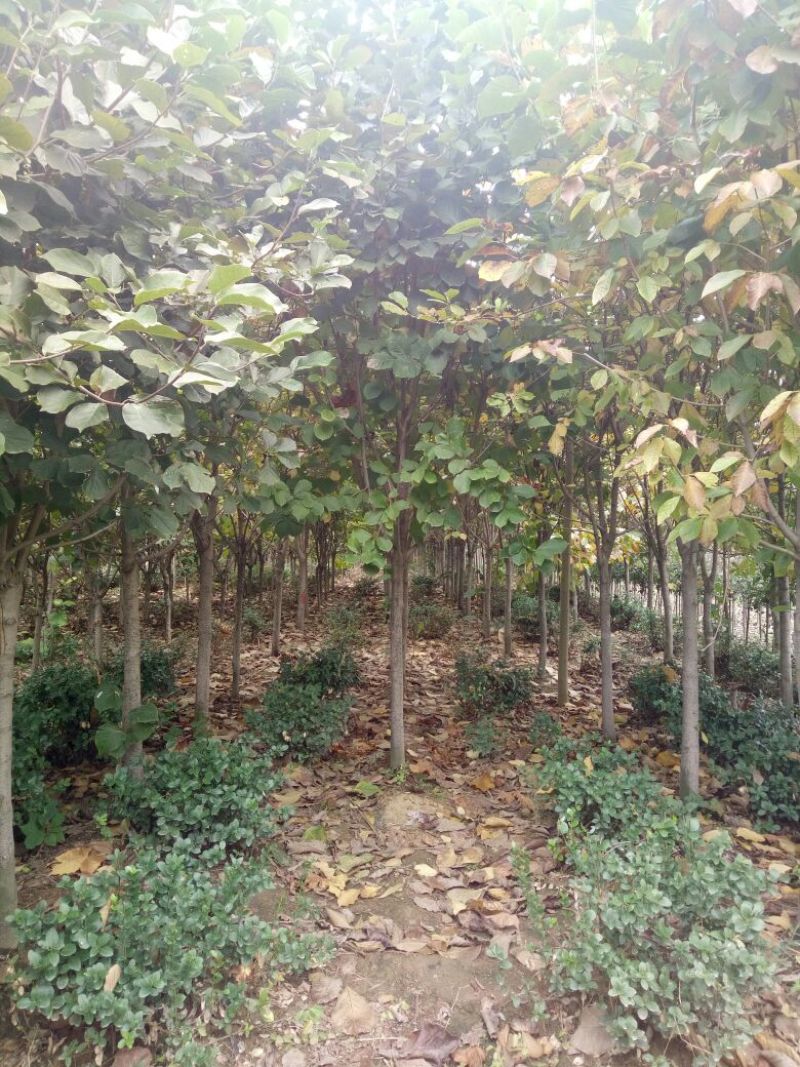 白玉兰8~10cm价格，红玉兰10-12公分直销基地