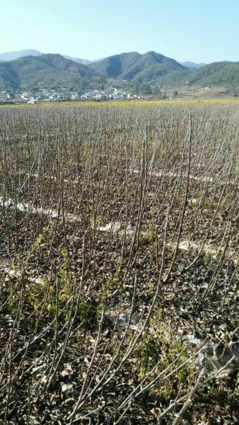 薄皮核桃接穗50~100cm一年苗
