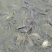 池鲤鱼食用1~2公斤