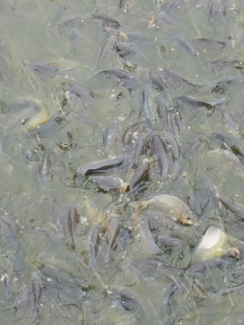 池鲤鱼食用1~2公斤