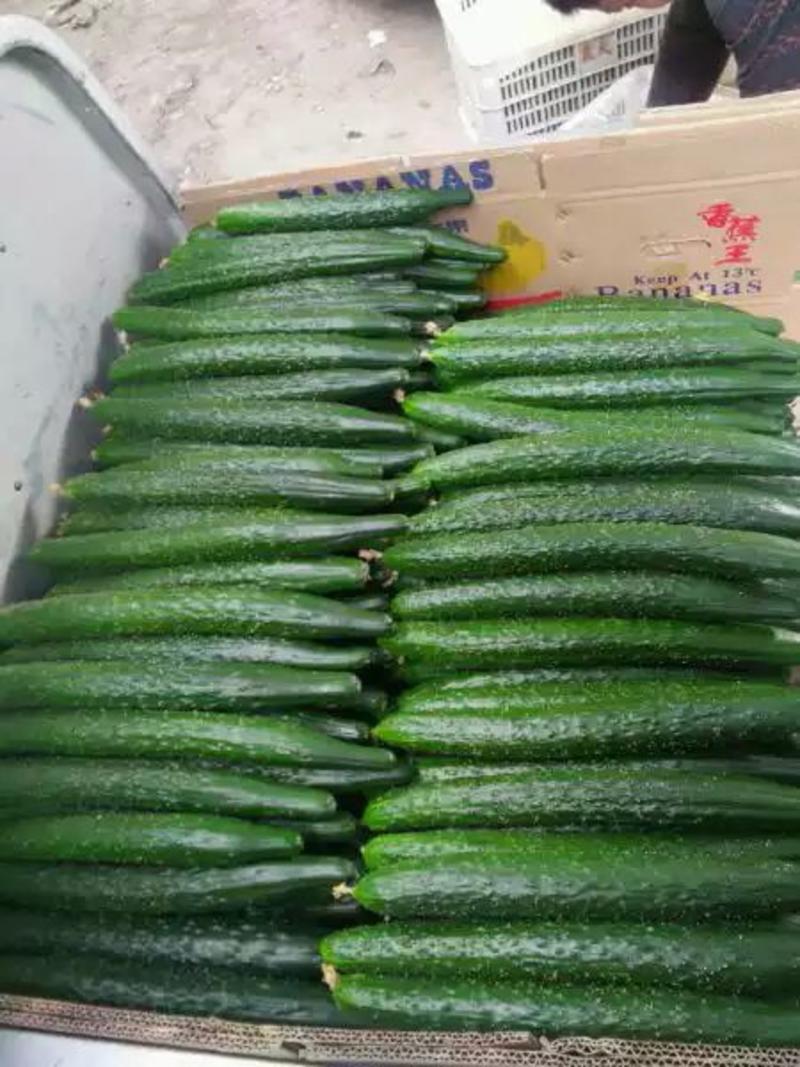 河北邯郸黄瓜大量有货，有需要联系，另有多种蔬菜配车