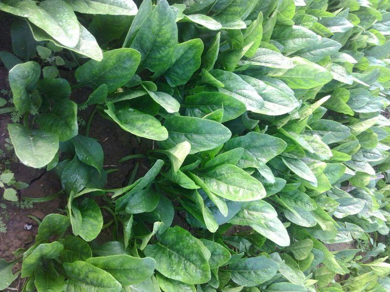 小叶菠菜15~20厘米