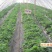 红颜草莓苗10cm以下脱毒草莓苗批发四季蒙纳瑞草莓