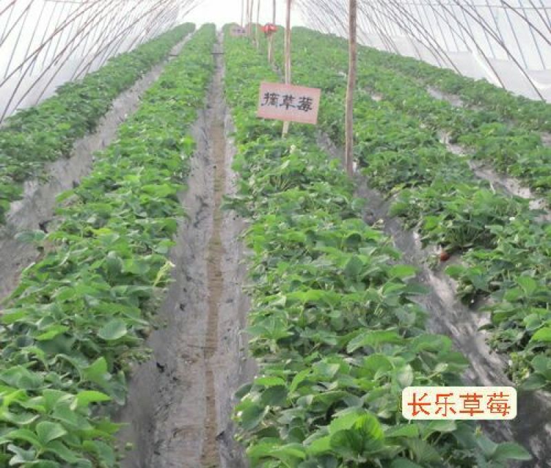 红颜草莓苗10cm以下脱毒草莓苗批发四季蒙纳瑞草莓