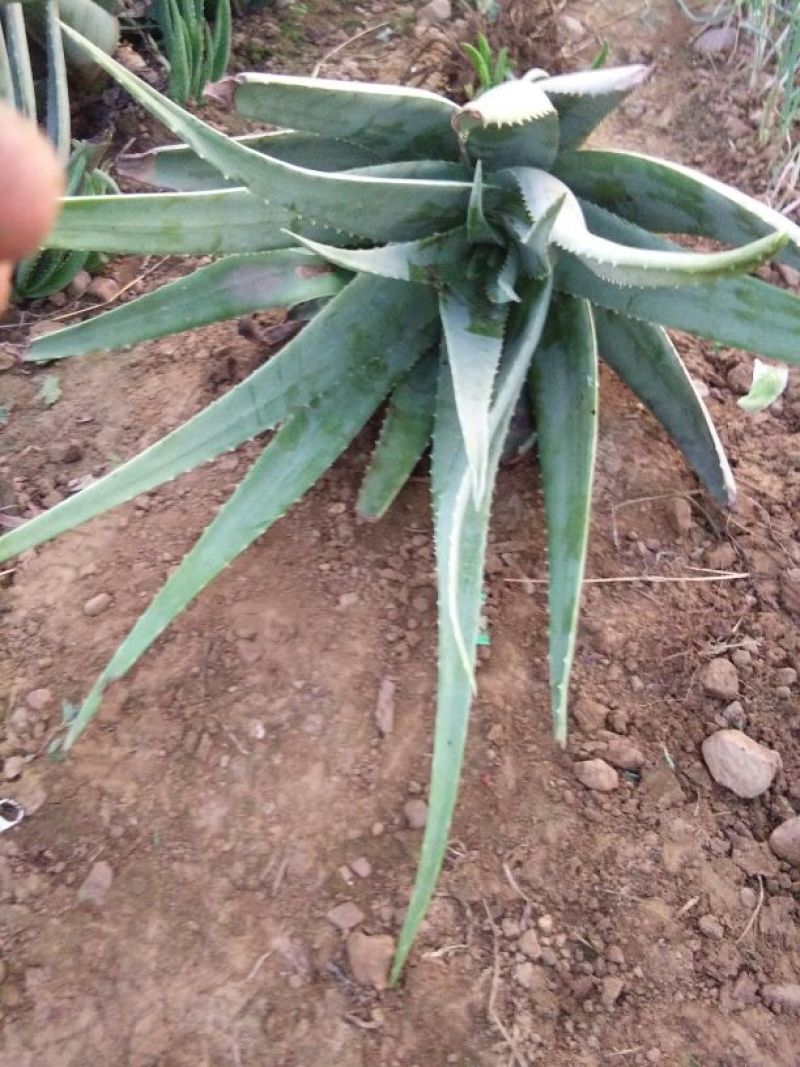 芦荟掌形20cm以上