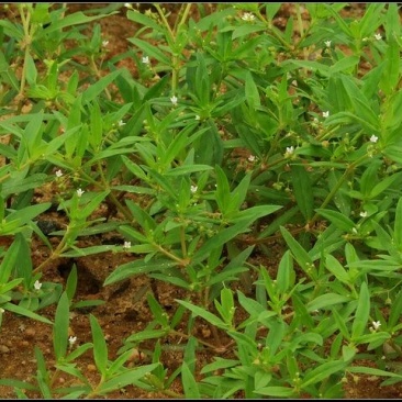白花蛇舌草
