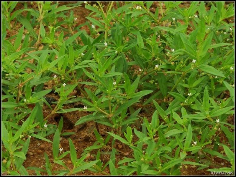 白花蛇舌草