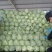 韩国青甘蓝0.5~1公斤