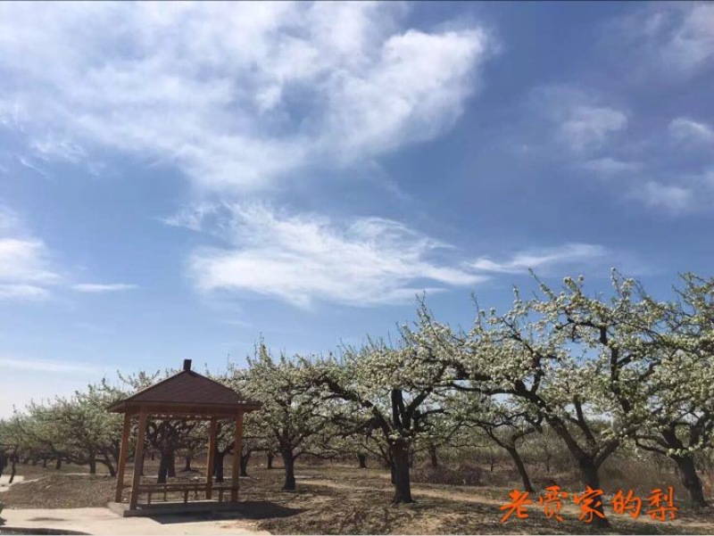 京白梨