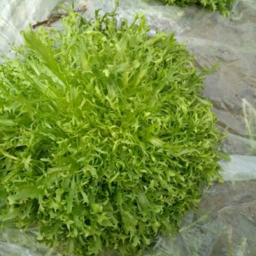 苦菊20~25cm