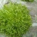 苦菊20~25cm
