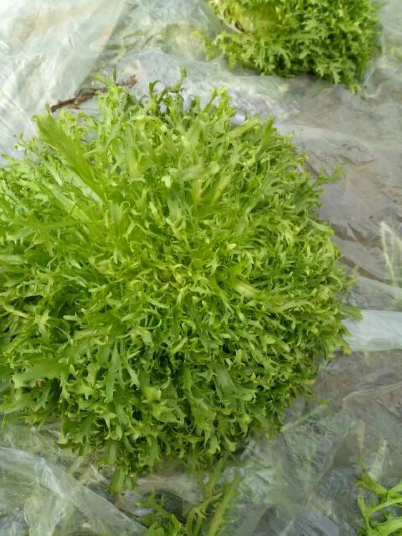 苦菊20~25cm