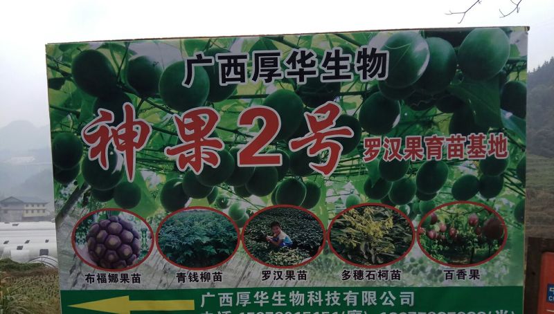 包技术、包收购罗汉果苗！组培/扦插脱毒基质杯苗！