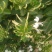 金银花树苗