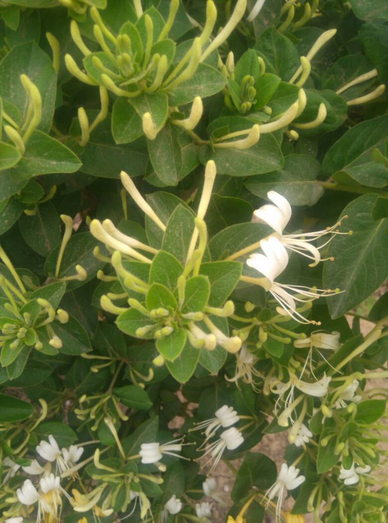 金银花树苗