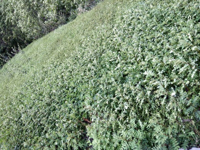 花椒苗1~2年