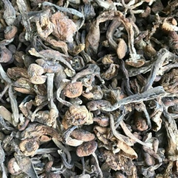 树秋菌一级