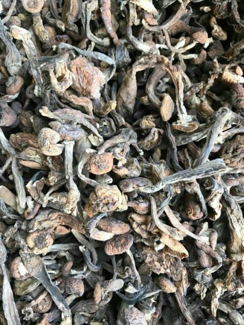 树秋菌一级