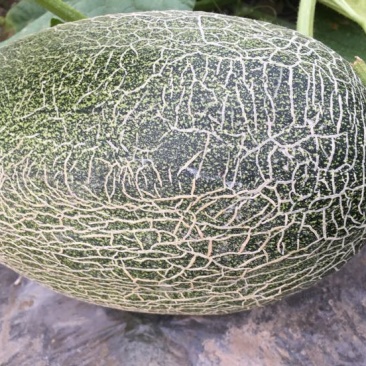 西州蜜瓜
