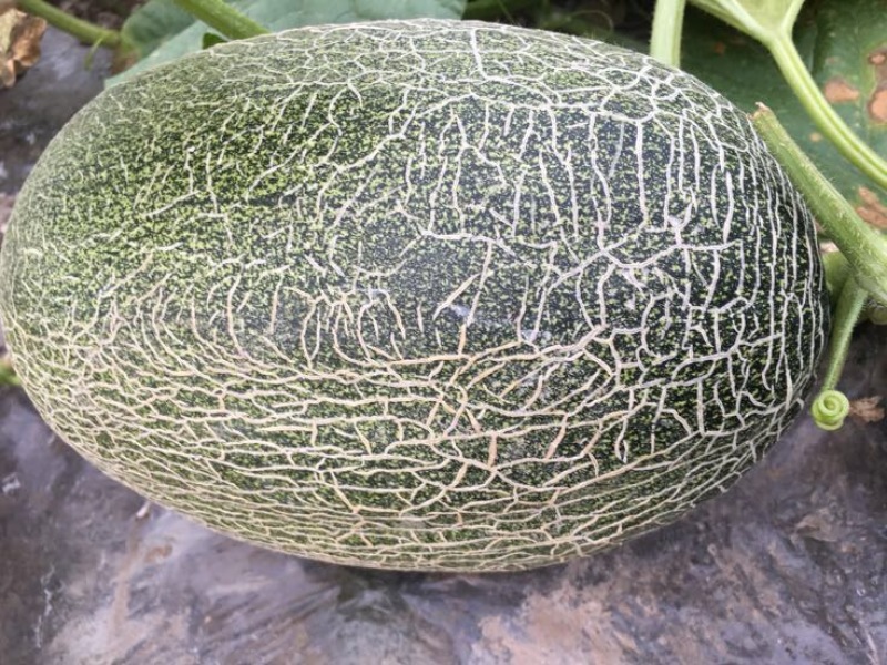西州蜜瓜