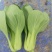 【直销】南通一级油菜小青菜基地直采货源充足常年有货